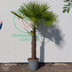 Palma konopná (Trachycarpus fortunei) – výška kmeňa 70–80 cm, celková výška 210–240 cm, kont. C35L